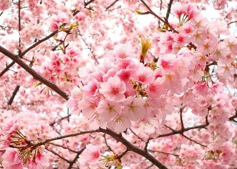 10 điểm ngắm hoa anh đào đẹp nhất Seoul