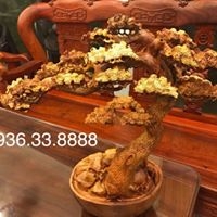 Ý Nghĩa Cây Tùng Bon Sai Trong Phong Thủy