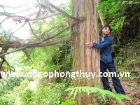 Phát hiện bất ngờ: Hà Giang vẫn còn cây ngọc am