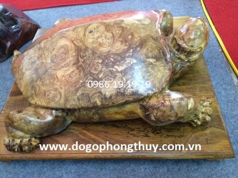 Rùa Đầu Rồng ( Long Quy )và các tác dụng trong phong thủy