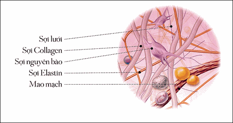 Bạn có biết Collagen không thể hấp thụ qua da?