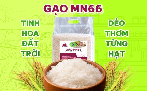 GẠO MN66 –TINH HOA ĐẤT TRỜI, DẺO THƠM TỪNG HẠT