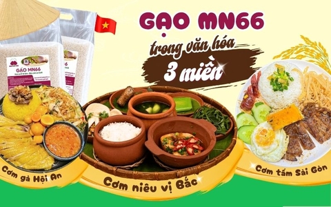 GẠO MN66 – HÀNH TRÌNH HƯƠNG VỊ VIỆT QUA BA MIỀN