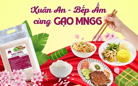 GẠO MN66 – RỘN RÀNG HƯƠNG TẾT, TRÒN VỊ SUM VẦY🌾🌾🌾