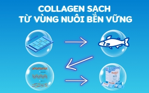 COLLAGEN THỦY PHÂN TỪ DA CÁ VIỆT TINH KHIẾT VÀ HIỆU QUẢ SINH HỌC VƯỢT TRỘI