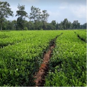 Cung cấp oring cao su tại Gia Lai