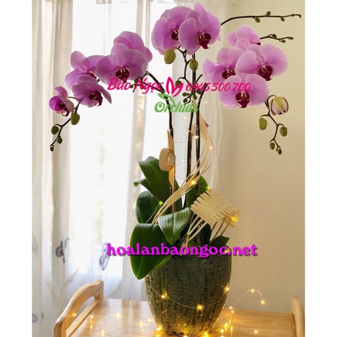 Chậu lan hồ điệp mừng sinh nhật con gái  Q.9 HCM