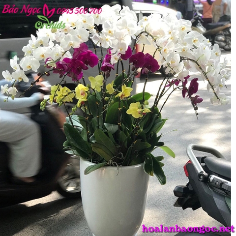 Cửa hàng hoa lan hồ điệp quận Hai Bà Trưng Hà Nội