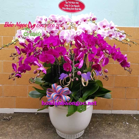 Lan hồ điệp chúc mừng sinh nhật Sếp