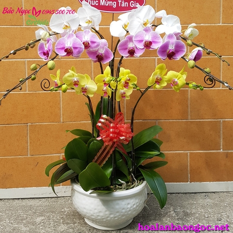 Chậu hoa lan hồ điệp đa sắc 7 cành chúc mừng tân gia giao ở huyện Hóc Môn, Tp.HCM
