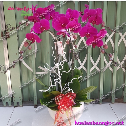 Chậu hoa lan hồ điệp tím 5 cành giao ở quận 3, Tp.HCM
