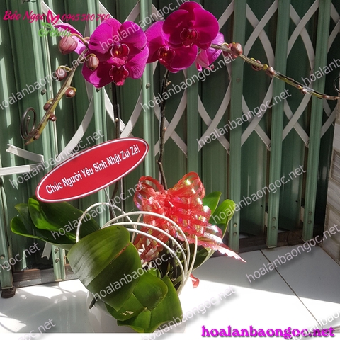 Chậu hoa lan hồ điệp tím 2 cành giao ở Tp.Thủ Dầu Một, Bình Dương