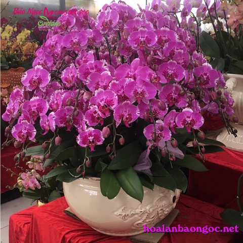 Chậu lan hồ điệp trang trí biệt thự giao ở Ba Đình Hà Nội