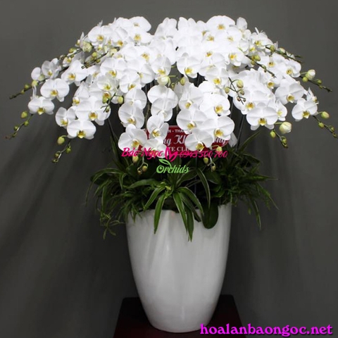 Mẫu chậu lan hồ điệp trắng đẹp làm mê hoặc khách hàng yêu hoa lan