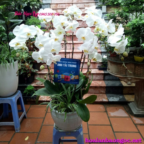 Địa điểm bán hoa lan hồ điệp ở quận Hoàng Mai Hà Nội