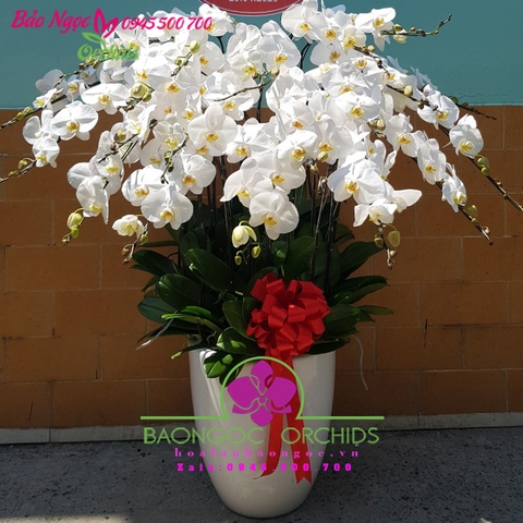 Hoa lan hồ điệp trắng - những cánh hoa tinh khôi, dịu dàng!