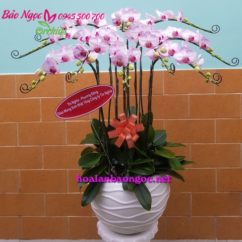 Chậu lan hồ điệp hồng phấn mừng sinh nhật Công Ty HDH-1015