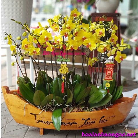 Thuyền hoa lan hồ điệp 12 cành thuận buồm xuôi gió gởi tặng chúc mừng khai trương  đến đối tác, khách hàng hay bạn bè thân hữu. Họ luôn mong muốn công việc làm ăn kinh doanh được thuận lợi và họ chọn những chậu lan hồ điệp thuyền gỗ “Thuận buồm xuôi gió” 