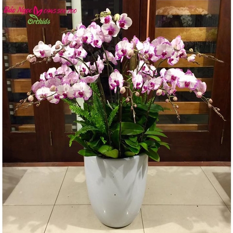 15 cành lan hồ điệp hồng cắm trong chậu sứ trắng mang ý nghĩa phúc thọ trong năm mới, HDH-1501