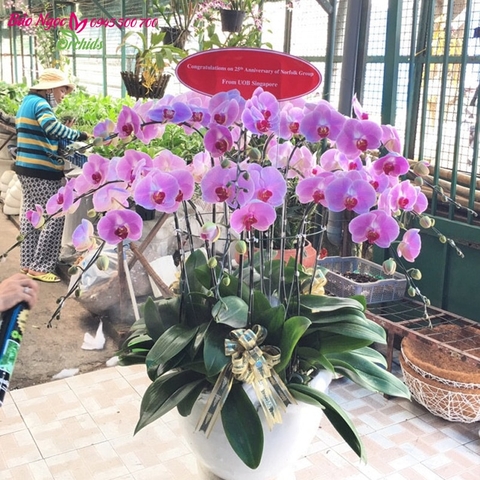 Chậu hoa lan hồ điêp hồng 15 cành cắm thành 2 tầng xếp chồng lên nhau,tạo cảm giác che chở,sum vầy trong năm mới được rất nhiều khách hàng lựa chọn trong dịp tết nguyên đán, tân gia,làm quà biếu tết...