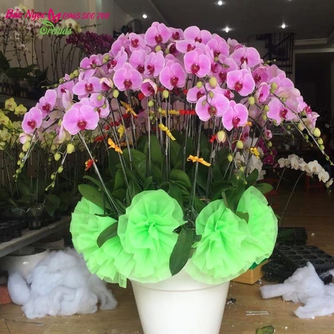 Chậu lan hồ điệp hồng 20 cành, hồ điệp hồng ghép chậu chúc mừng khai trương, sự kiện, hội nghị,... HDH-2001