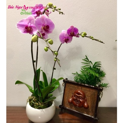 Chậu hoa 3 cành hồ điệp hồng như một lời tỏ tình ngọt ngào,lãng mạng mà các chàng trai.dành cho cô gái.HDH-0301