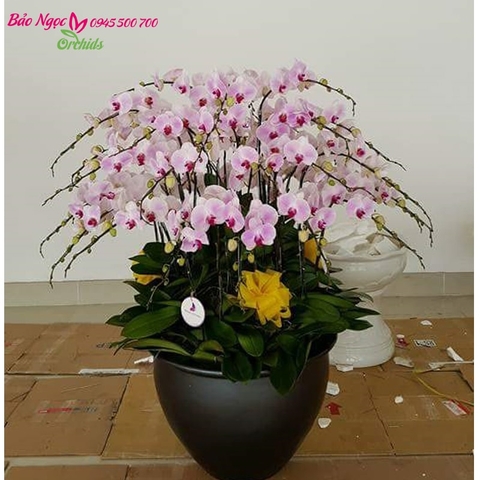 lan hồ điệp ghép chậu 39 cành hồng sẽ là món quà rất ý nghĩa và sang trọng đến cán bộ cao cấp, doanh nhân, sếp  là phụ nữ. HDH-3901