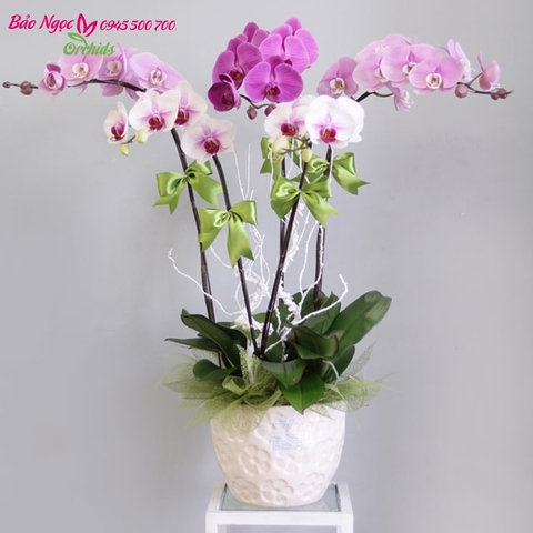 Chậu hoa lan hồ điệp hồng 5 cành tạo cho chúng ta cảm giác nhẹ nhàng, dễ chịu.chậu hoa hay sử dụng trong các tiệc cưới để chúc mừng cho tình yêu của họ luôn đẹp như màu hồng. HDH-0510