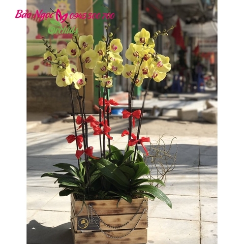 chậu lan hồ điệp mừng tân gia, hoa lan trưng văn phòng, chậu lan 9 cành HDV-0904