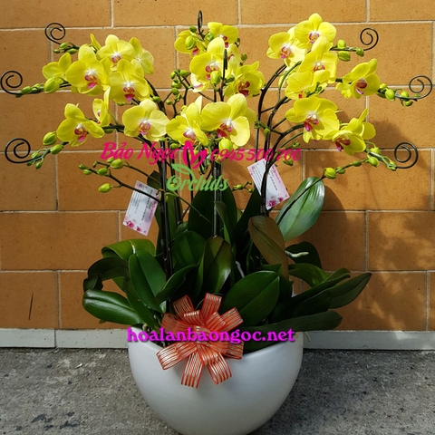 Quà tặng hoa lan vàng 