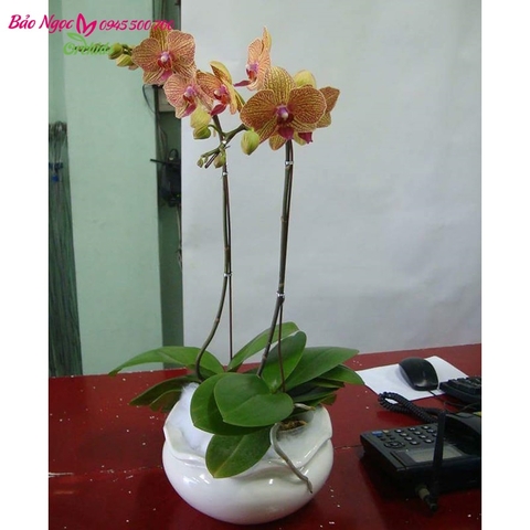 Chậu hoa lan hồ điệp cam 2 cành thích hợp để trang trí cho không gian nhỏ ,bàn làm việc hay bàn ăn nhỏ .HDC-0201
