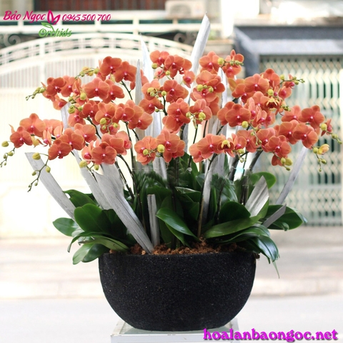 Chậu lan hồ điệp màu cam được chọn trong trang trí tiệc đón đối tác quan trọng đến công ty sẽ góp phần mang đến một không gian hiện đại, đầy sáng tạo và thân thiện.  