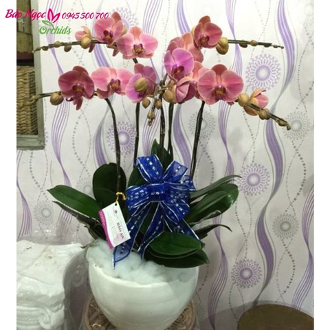 chậu lan hồ điệp 5 cành cam đặt tại phòng làm việc hay phòng họp ,sẽ làm không khí thư thái hơn ,vui tươi hơn ,làm quà hay trang trí nhà riêng cũng sẽ tạo được ấn tượng tốt cho người nhận HDC-0501