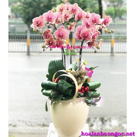 Nếu bố bạn là người yêu hoa phong lan, thì mỗi dịp sinh nhật hay ngày đặt biệt của gia đình! Thì chậu lan hồ điệp là lựa chọn lý tưởng nhất bởi: Lan hồ điệp là loài hoa của sự quyền lực, hoa được dành tặng cho người ta trân trọng, nâng niu như những viên