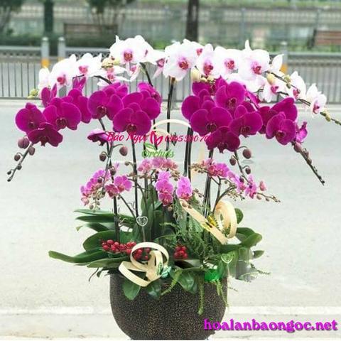 Chậu phong lan hồ điệp tặng mẹ