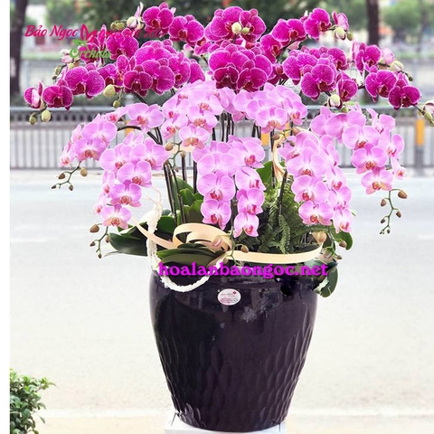 Hoa lan mừng sinh nhật lãnh đạo HDS-1813