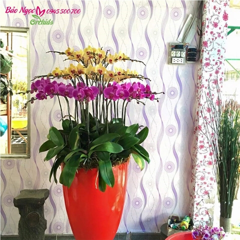 Chậu hoa lan hồ điệp vàng tím, hồ điệp đa sắc ghép chậu, HDS-2007