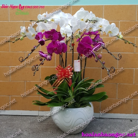hoa lan hồ điệp trắng kết hợp hoa lan hồ điệp tím trồng chậu sư trắng hds-0919