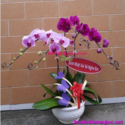 Chậu phong lan mừng sinh nhật vợ