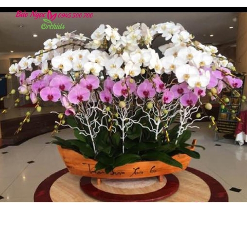  Chậu hoa gồm 25 cành lan hồ điệp hồng, trắng được  xếp vào chiếc chậu  hình chiếc thuyền mang ý nghĩa thuận buồm xuôi gió, HDS-2504