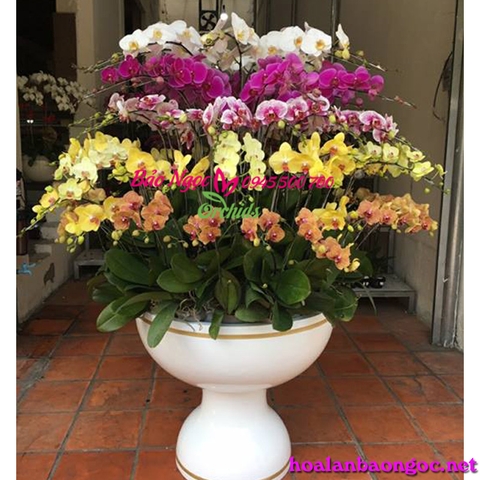 Chậu lan hồ điệp đẹp