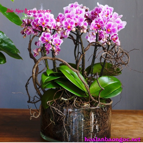 Chậu lan tiểu hồ điệp màu tím nhẹ nhàng ghép bằng bình thủy tinh gợi nhớ kỷ niệm  cũ của một thời đã xa