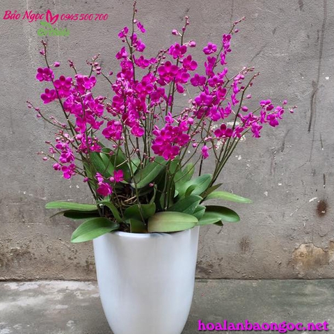 Hoa lan Mãng Thiên Hồng Ghép chậu MIT-0804:  Hoa lan hồ điệp Mãng Thiên Hồng với vẻ đẹp tuyệt vời tràn đầy sức sống, dáng vẻ nhỏ xinh nhưng không kém phần quý phái và tao nhã của những bông hoa lan hồ điệp nhỏ đẹp lung linh vươn lên, khiến người xem phải