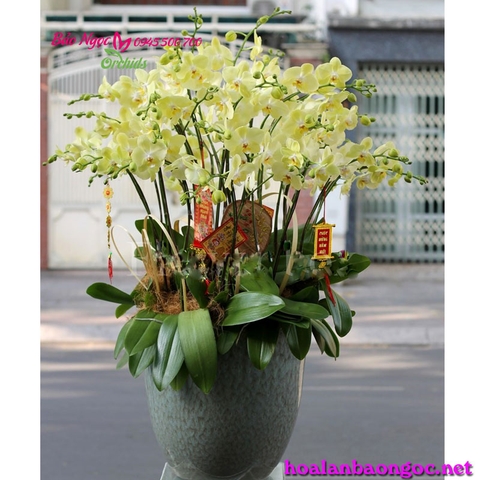 Chậu hoa lan màu Xanh Ngọc cho ta cảm giác điềm tĩnh, thanh bình. Nó là màu của bầu trời và đại dương kết hợp màu nắng của mặt trời chính vì sự  giao thoa của 2 gam màu này tạo cảm giác rộng lớn, mênh mông. Không những thế, màu xanh ngọc còn thể hiện cho