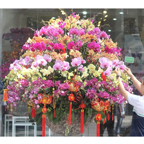 Chậu lan hồ điệp đa sắc mừng xuân Kỷ Hợi 2019