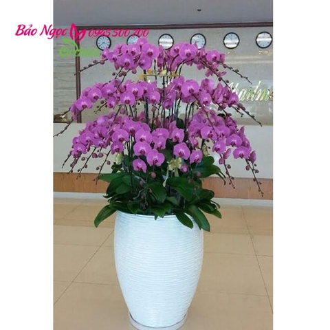 Chậu hoa lan hồ điệp tím 48 cành được cắm tạo dáng thành 3 tầng  trong chậu sứ trắng cao thể hiện sự sang trọng và quý phái. HDD-4801
