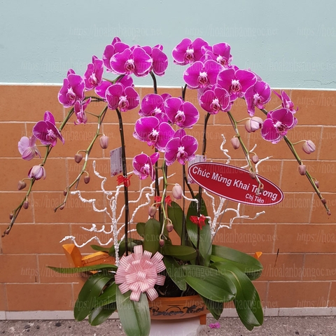Chậu hoa lan hồ điệp tím ghép thuyền gỗ