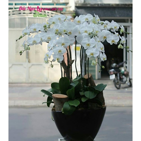 Chậu lan hồ điệp 10 cành trắng thể hiện ý nghĩa hướng tới một tầm cao mới, sự phát triển hơn nữa,công việc sẽ gặp may mắn trọn vẹn HDT-1001