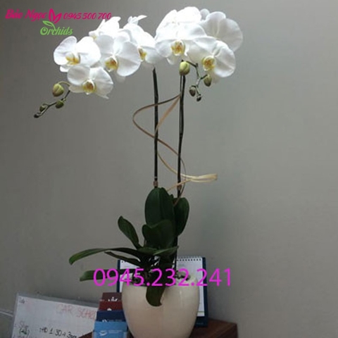 Chậu lan hồ điệp trắng 2 cành được thiết kế bởi Hoa Lan Bảo Ngọc - lan hồ điệp ttắng được nhập từ Đài Loan, hoa đang nở và còn nụ,  bông hoa to lâu tàn, lá xanh. Miễn phí chậu, trang trí và giao hàng tại Sài Gòn, Hà Nội, Biên Hòa, Bình Dương