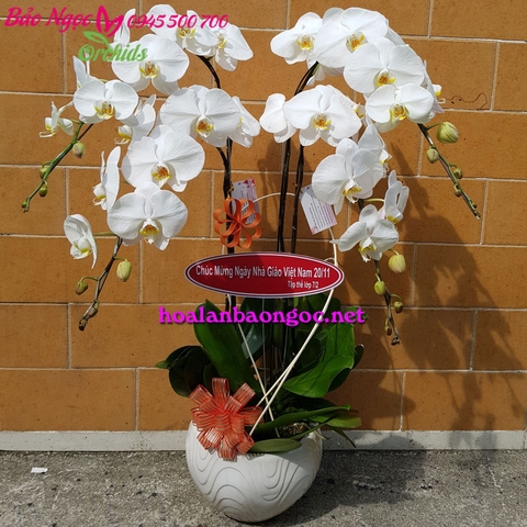 Chậu hoa phong lan trắng mừng ngày nhà giáo Việt Nam HDT-0402